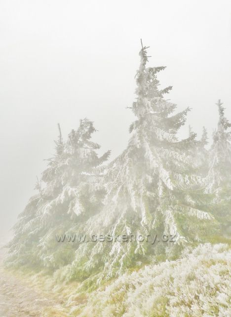 Mlha pod vrcholem Králického Sněžníku