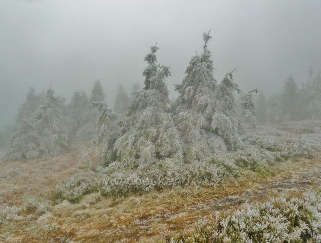 Pod vrcholem Králického Sněžníku