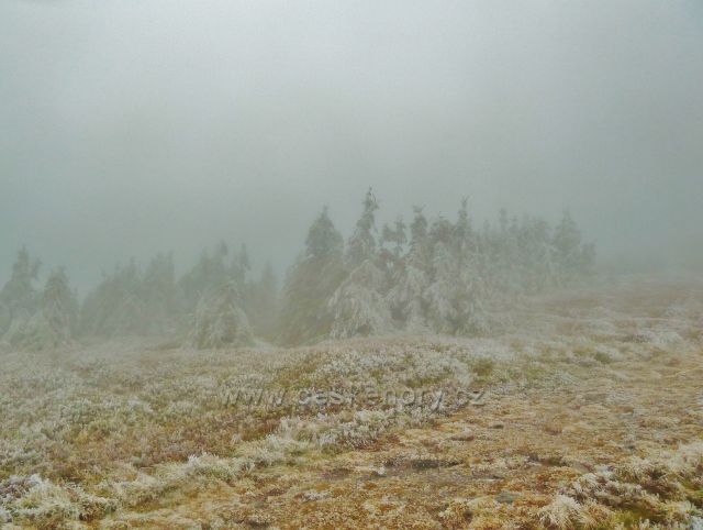 Pod vrcholem Králického Sněžníku