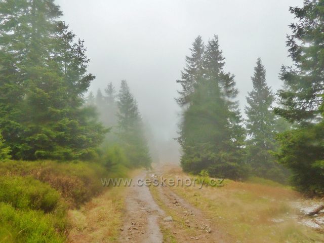 Králický Sněžník - cesta po červené TZ z rozcestí Franciska do Stříbrnického sedla