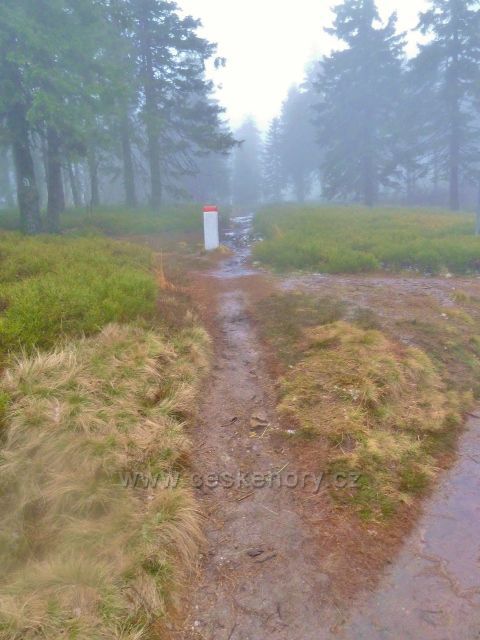 Králický Sněžník - ve Stříbrnickém sedle opouští trasa po červené TZ vedoucí k rozcestí Pod Ludmilou státní hranici s Polskem