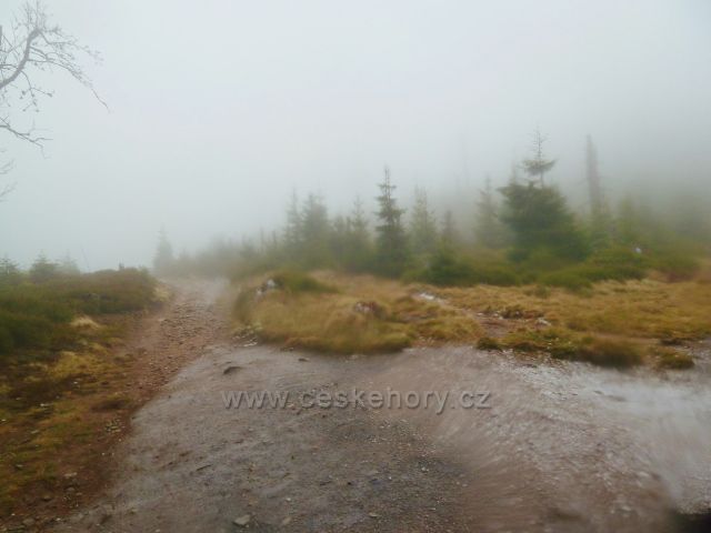Králický Sněžník - cesta po červené a modré TZ ze sedla Stříbrnická k rozcestí "Pod Ludmilou"
