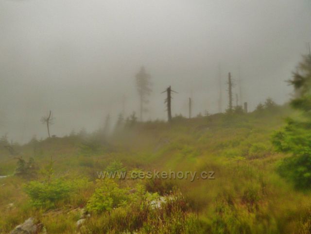 Králický Sněžník - lesní porost na úbočí vrchu Stříbrnická(1250 m.n.m.)