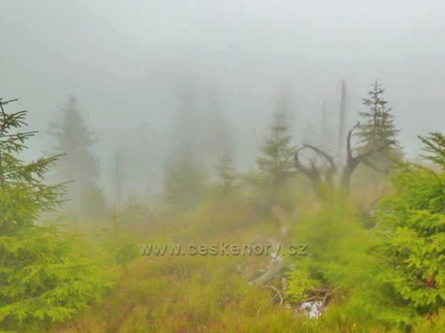 Králický Sněžník - lesní porost na úbočí vrchu Stříbrnická