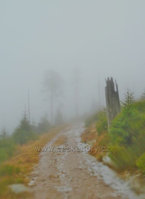 Králický Sněžník - cesta ze sedla Stříbrnická k rozcestí Pod Ludmilou