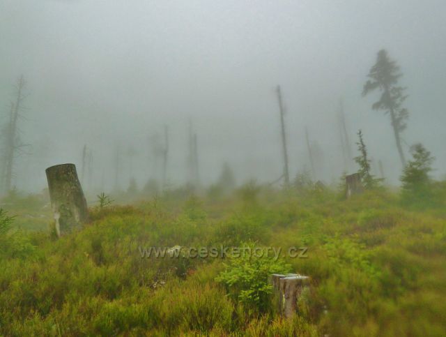 Králický Sněžník - lesní porost na úbočí vrchu Stříbrnická