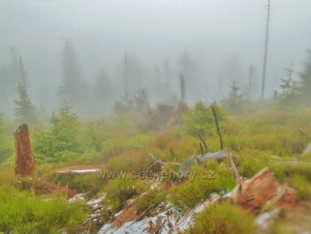 Králický Sněžník - lesní porost na úbočí vrchu Stříbrnická