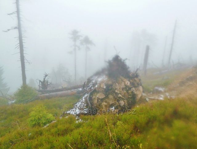 Králický Sněžník - lesní poros na svahu vrchu Stříbrnická