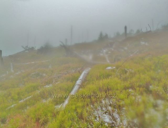 Králický Sněžník - porost na úbočí vrchu Stříbrnická