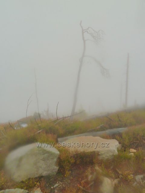 Králický Sněžník - mlha na úbočí vrchu Stříbrnická