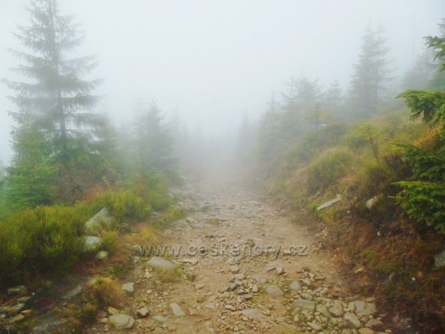 Králický Sněžník - před rozcestím Pod Ludmilou