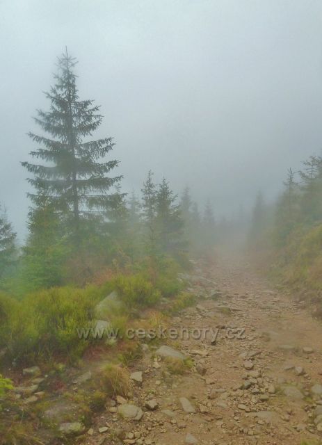Králický Sněžník - nad rozcestím Pod Ludmilou