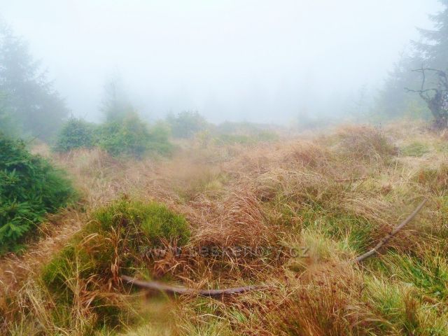 Králický Sněžník - lesní porost nad rozcestím Pod Ludmilou
