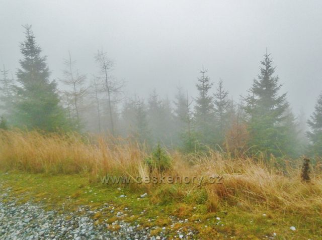 Králický Sněžník - lesní porost podél silničky k chatě Návrší