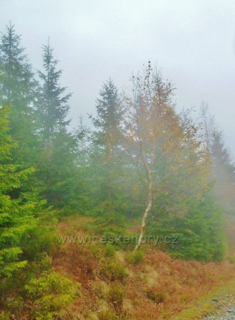 Králický Sněžník - lesní porost podél silničky k chatě Návrší