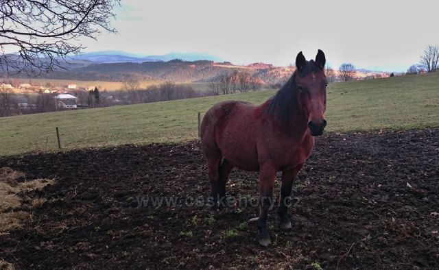 Vysoké Žibřidovice