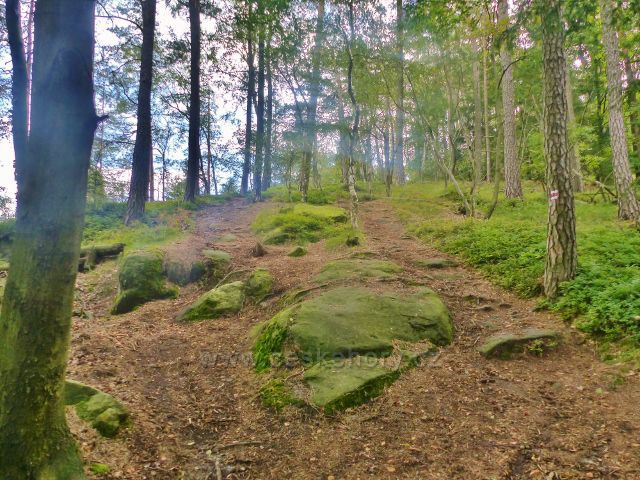 Kozákov - trasa NS Kozákov po červené TZ k rozcestí Pod Drábovnou