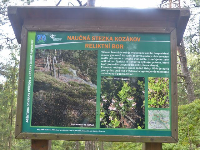 Kozákov - detail panelu NS Kozákov Reliktní bor na trase k rozcestí Pod Drábovnou po červené TZ