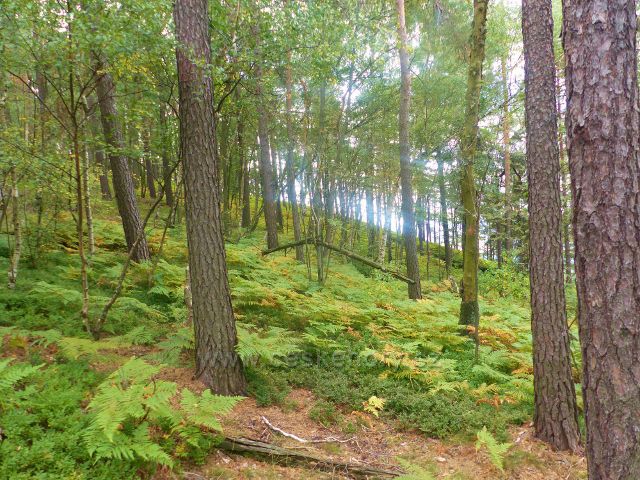 Kozákov - borový porost na trase NS Kozákov po červené TZ nad rozcestím Pod Drábovnou