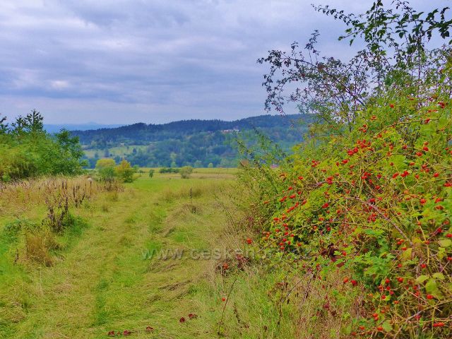 Kozákov - cesta po žluté TZ do Loktuše pokračuje okrajem pastviny