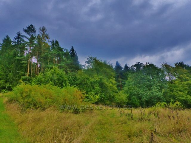 Kozákov - zpětný pohled k lesnímu porostu nad Loktuší