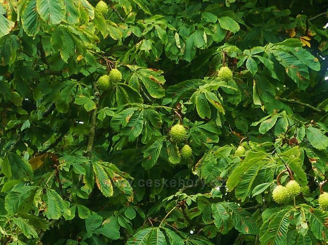 Maďál v obci Loktuše s plody