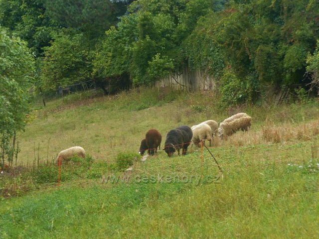 Loktuše - pastva ovcí nad potokem Stebenka