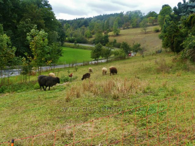 Loktuše - ovce na pastvině nad silnicí do Mírové pod Kozákovem