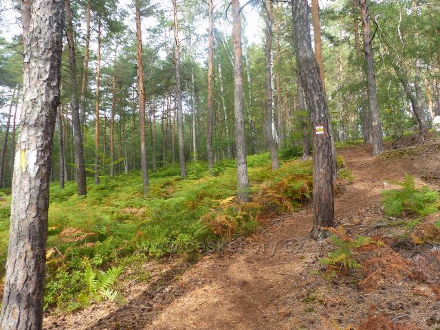 Klokočské skály - charakteristický borový porost s podrostem borůvky a kapradin