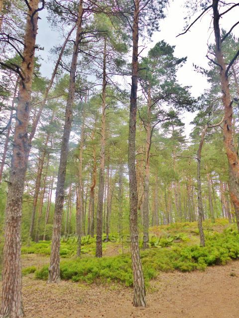 Borový les v hřebenové partii Klokočských skal