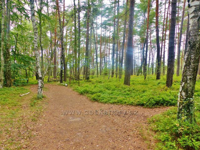 Klokočské skály - borový poros na hřebeni skal lemuje trasu po červené TZ