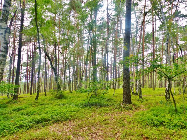 Klokočské skály - místy je v borovém porostu na hřebenu skal jako vtroušená dřevina vidět i bříza