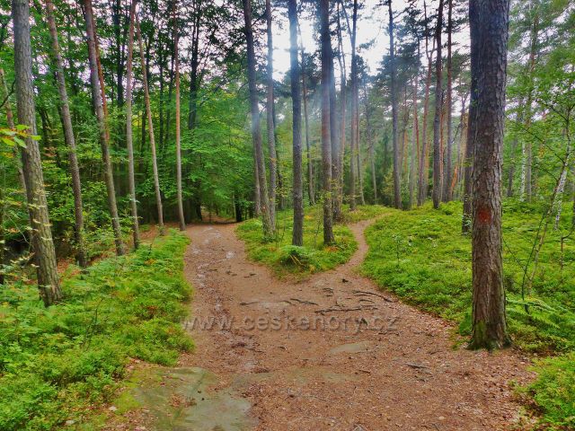 Klokočské skály - trasa po červené TZ k rozcestí Zdenčina skála vede borovým lesem s podrostem borůvky