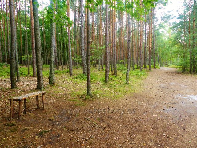 Klokočské skály - rozcestí u odbočky turistické stezky ke Zdenčině skále