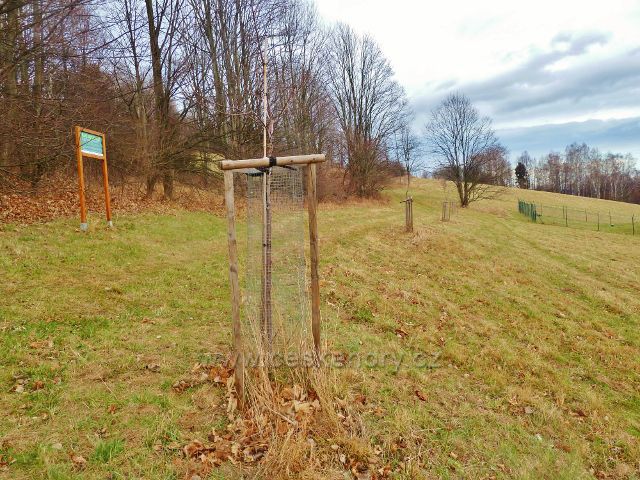 Jeseník, Muzikantská stezka - nově vysázená třešňová alej k Editinu prameni