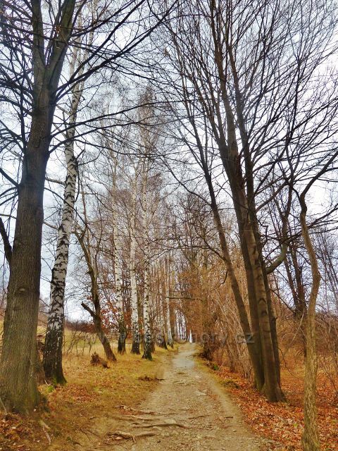 Jeseník, Muzikantská stezka - část stezky lemuje skupina bříz
