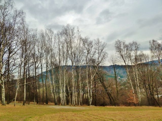 Jeseník, Muzikantská stezka - pohled z úbočí Kopy na skupinu bříz lemujících  stezku