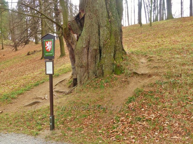 Lázně Jeseník - památná "Lázeňská" lípa na Ripperově promenádě