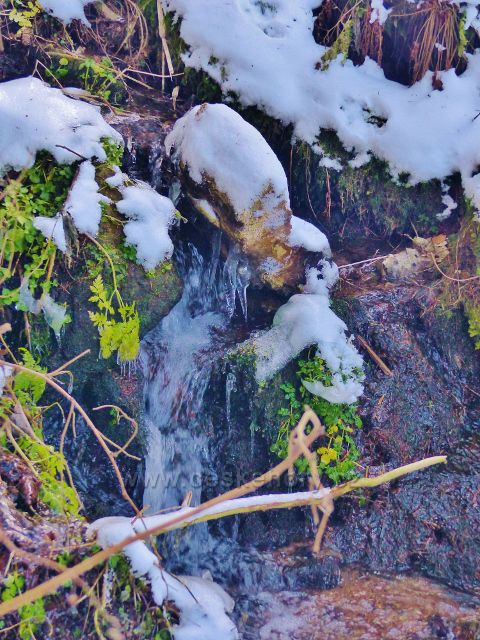 Králíky - krápníky na Plynárenském potoce