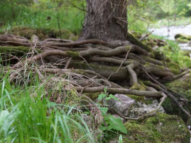 Přírodní divoké tvary