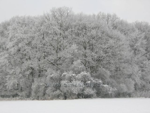 bílý les