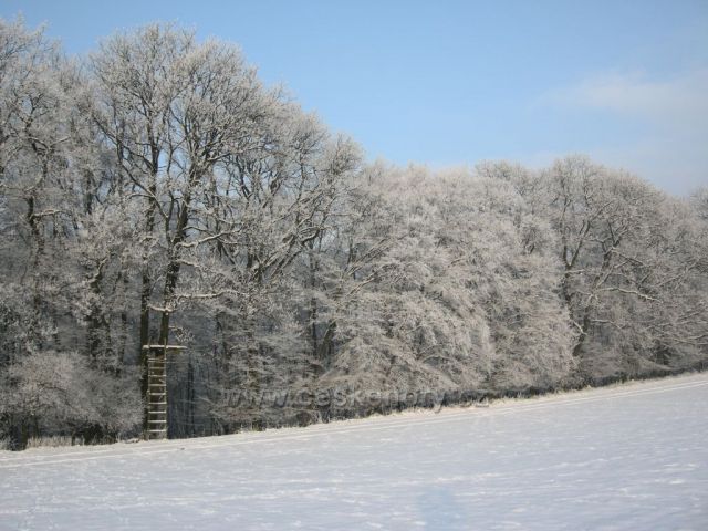 bílý les II