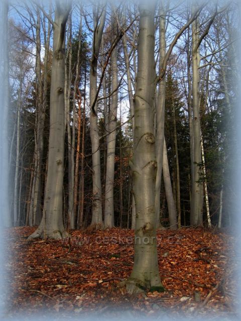 bukový les nad Broumarem
