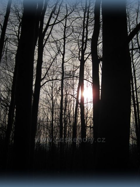 bukový les nad Broumarem