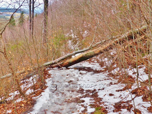 Jestřebí hory - stezka k rozcestí Pod Pasekou ve svahu Markušovického kopce