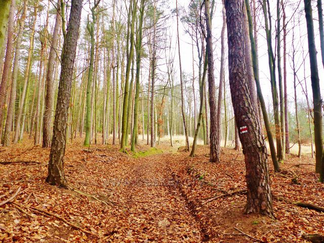 Kochov - mírné stoupání pahorkatinou Ve Vrších