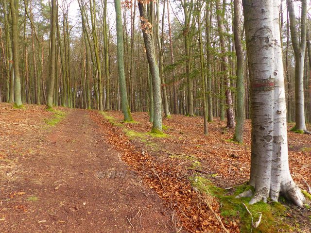 Kochov - cesta bukovým lesem pahorkatinou Ve Vrších
