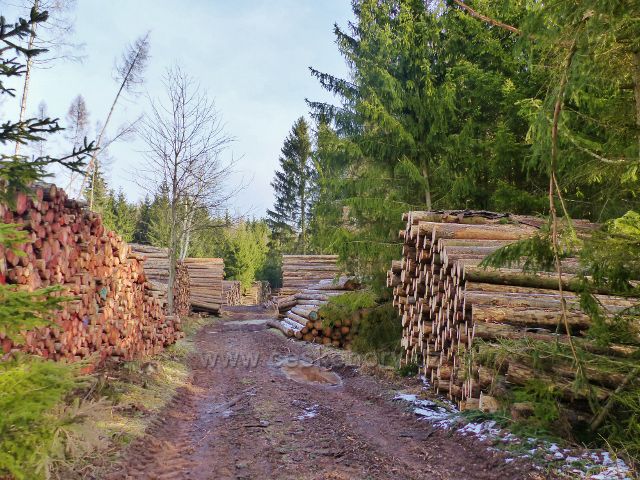Kochov - cesta po hřebenu pahorkatiny Ve Vrších je lemována značným množstvím kalamitního kůrovcového dřeva, čekajícího na odvoz