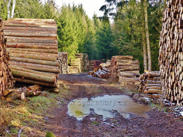 Kochov - kalamitní dřevo podél cesty po červené TZ pahorkatinou Ve Vrších