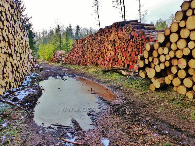Kochov - kalamitní dřevo podél cesty po červené TZ  pahorkatinou Ve Vrších